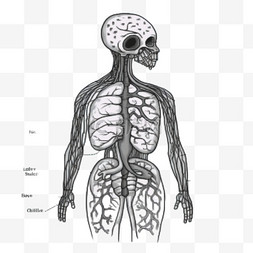 人体器官肠图片_脑人体解剖学生物学器官身体系统