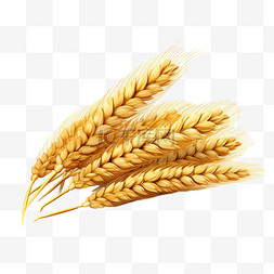 食原料图片_逼真的小麦构图