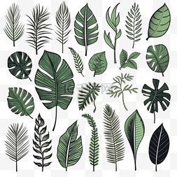 手绘树叶自然植物图片_手绘热带树叶系列
