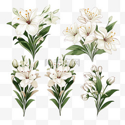 手绘植物插图图片_一套五个手绘的白色花束