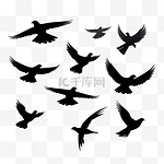 一群飞翔的鸟儿。飞鸟剪影、孤立的黑鸽或海鸥收藏