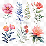 一套水彩花和树叶。用水彩绘制的花，用于贺卡和邀请函的装饰。