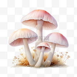 水彩洁白蘑菇免扣元素