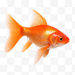 鱼图片_动物摄影图元素鱼海鱼活鱼