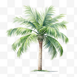 水彩夏日棕榈树免扣元素