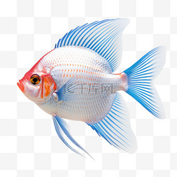 鱼海鱼图片_动物摄影图元素鱼海鱼活鱼