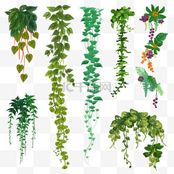 树叶热带图片_彩色藤本植物或丛林植物平面设置