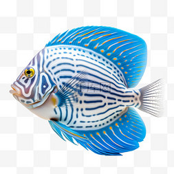 动感水纹摄影图片_动物摄影图元素鱼海鱼活鱼