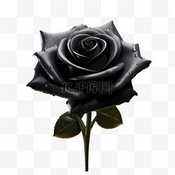 黑色玫瑰立体写实元素装饰图案