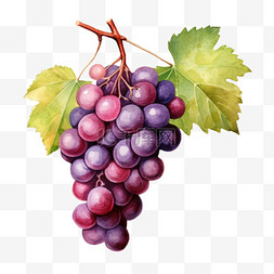 吐鲁番的葡萄熟了图片_水彩新鲜葡萄免扣元素