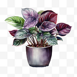 家庭盆栽图片_水彩紫色植物家庭盆栽免扣元素