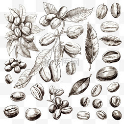 植物素描图片_咖啡豆素描套装