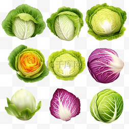 蔬菜种类卡通图片_沙拉和卷心菜种类套装