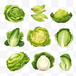 蔬菜种类卡通图片_沙拉和卷心菜种类套装