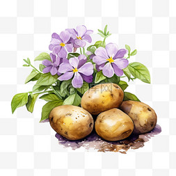 水彩合成效果图片_水彩花朵鲜花土豆免扣元素