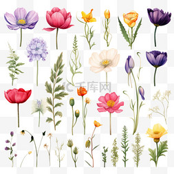 水彩花卉元素图片_水彩植物花卉图集