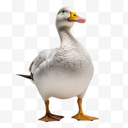 鸭动物摄影图元素