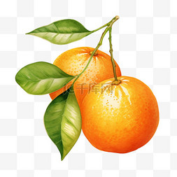水彩多汁橙子免扣元素
