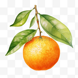 水彩橙子叶子免扣元素