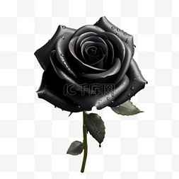 黑色玫瑰写实真实元素装饰图案