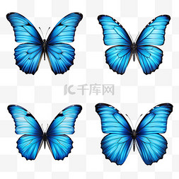 蓝色蝴蝶正面漂亮写实元素装饰图