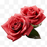 红色玫瑰花七夕情人节玫瑰