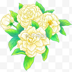 手绘国风山茶花花朵植物白色