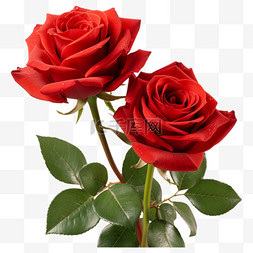 玫瑰花图片_红色玫瑰花情人节