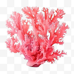 水彩大个粉色珊瑚免扣元素