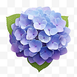 几何图案紫色图片_紫色绣球花俯视角美丽写实元素装