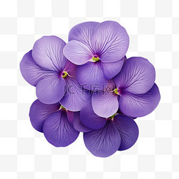 紫罗兰紫色花朵写实元素装饰图案