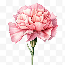 手绘水彩插画花朵图片_水彩粉色康乃馨鲜花免扣元素