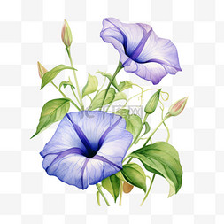 紫色花朵插画图片_水彩蓝色喇叭花免扣元素
