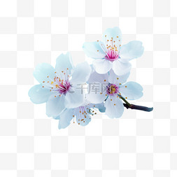 粉色落花背景图片_春季促销，樱花以蓝色波克为背景
