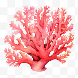 大个松子图片_水彩粉色大个珊瑚免扣元素