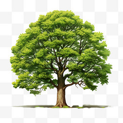 树木树叶图片_树嫩绿色树叶自然植物高写实元素