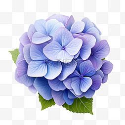 花朵植物装饰图案图片_紫色绣球花绿色叶子写实元素装饰