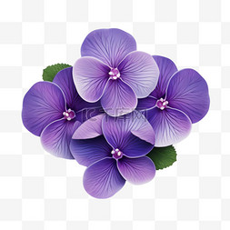 紫罗兰一簇小朵紫色植物写实元素