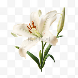 百合花白色开放花朵写实元素装饰