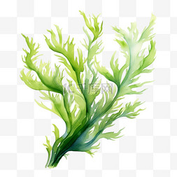 海藻水彩手绘图片_水彩漂浮海草免扣元素