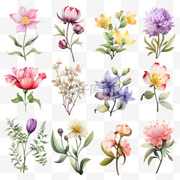 花绘植物png图片_不同的花朵绘画套装