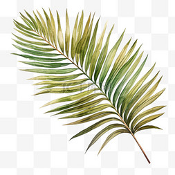 水彩绿色棕榈树叶免扣元素