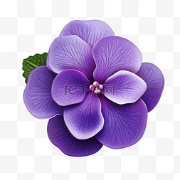 紫罗兰花朵俯视角带叶写实元素装