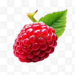 树莓水果图片_红色树莓水果植物鲜艳写实元素装