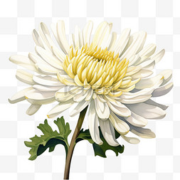 水彩白色花朵菊花免扣元素