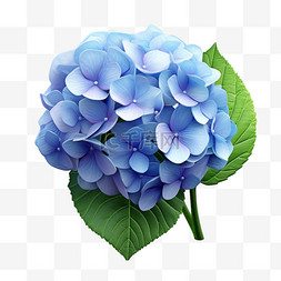 蓝色绣球花图片_蓝色绣球花植物写实元素装饰图案