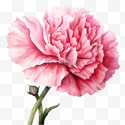 水彩粉色康乃馨花朵鲜花免扣元素