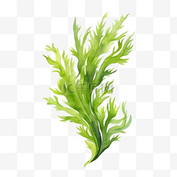 海苔肉松卷图片_水彩绿色漂浮海草免扣元素