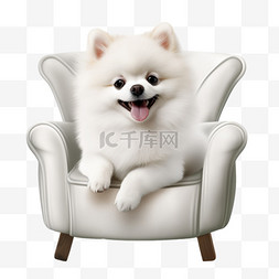 椅子上的白色博美犬