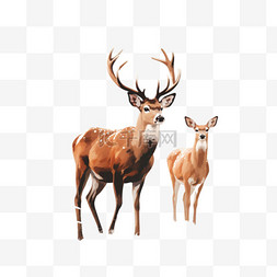 鹿和鹿图片_雪和鹿